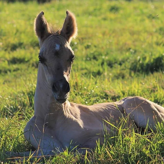 Vente de chevaux